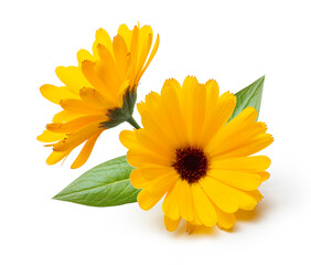 Calendula. Yellow flowers with leaves isolated on white background