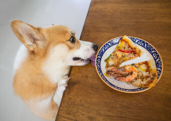 Corgi dog climbs up on wooden table and try to lick pizza on the dish in the kitchen room.