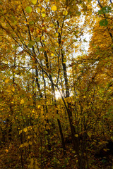 Autumn landscape, forest in autumn, yellow leaves. Beautiful background or screen saver on the phone and computer