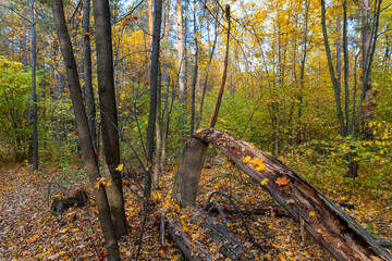 Autumn landscape, forest in autumn, yellow leaves. Beautiful background or screen saver on the phone and computer