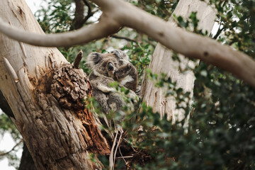Mother and joey koala sitting together in fork of Australian gum tree