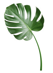 Monstera leaf, tropical evergreen plant isolated on white background