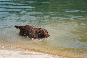 un chien se secoue en sortant d'une rivière. Un chien s'ébrouant dans une rivière. Un chien se séchant dans une rivière