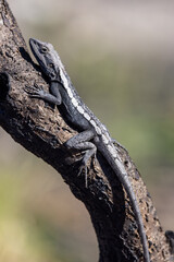 Australian Jacky Lizard or Tree Dragon basking on tree branch