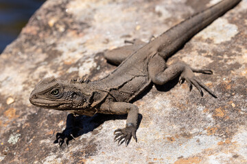 Eastern Water Dragon basking on rock