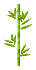 Fototapeta na wymiar Green bamboo with leaves isolated on white background