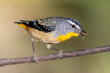 Male Spotted Pardalote with beak full of insects for young birds in nest