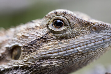 Close up of Australian Jacky Lizard
