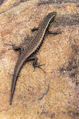 Australian Eastern Water Skink basking on sandstone rock
