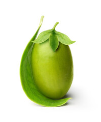 Jojoba seed isolated on white background