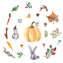 Autumn watercolor set elements. Pumpkins, leaves, rowan, carrot, rabbit, acorn, apple, cup with tea.
Cozy collection. - 459824410