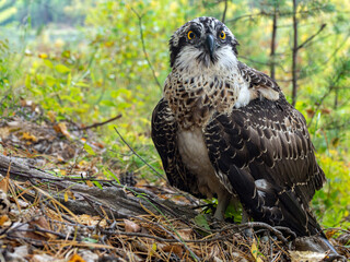 goshawk sitting on the ground. Hawk close up