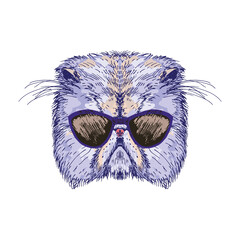 Hand drawn cat portrait with sunglasses, isolated on white, vector illustration