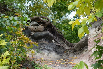 squirrel on tree