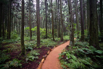 a refreshing cedar forest in summer