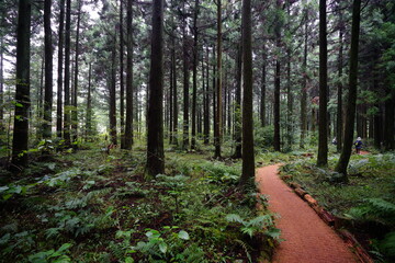Fototapeta premium a refreshing cedar forest in summer