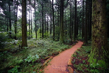 a refreshing cedar forest in summer