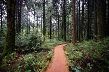 a refreshing cedar forest in summer