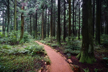 a refreshing cedar forest in summer