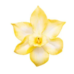 Foto op Canvas Yellow vanilla orchid flower isolated on white background © Valentina R.