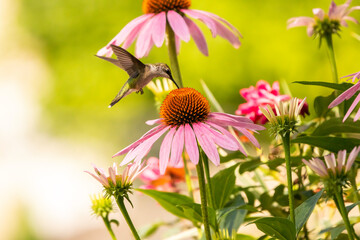 echinacea aka purple coneflower © DaphneJune