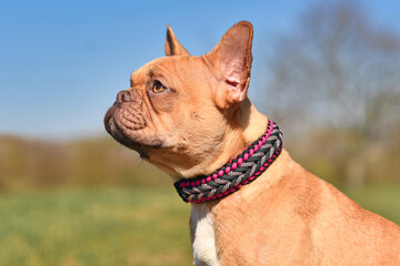 Portrait of red French Bulldog dog wearing a handmade paracord string collar