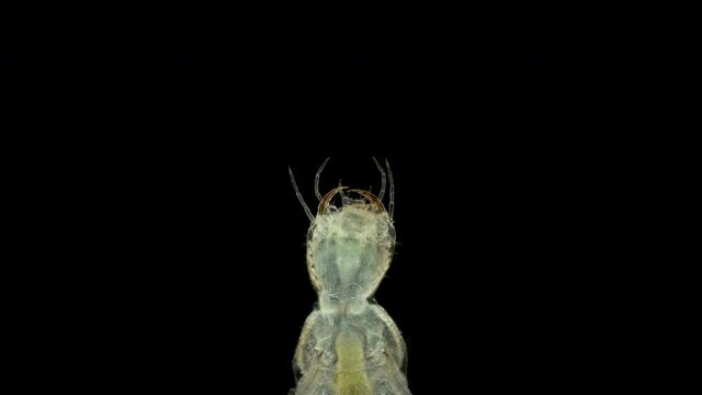 Dytiscidae beetle larva under a microscope, order Coleoptera. Predator, feeds on aquatic insects, tadpoles, small fish and other larvae. Video shows a head with mandibles close-up