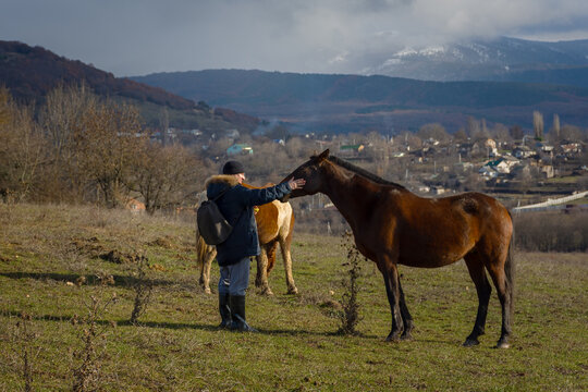 Male horse village in late autumn. A young man in a jacket, rubber boots is walking and feeding horses in a pasture. The concept of village life, pet care, kindness, help. Horses eat with their hands