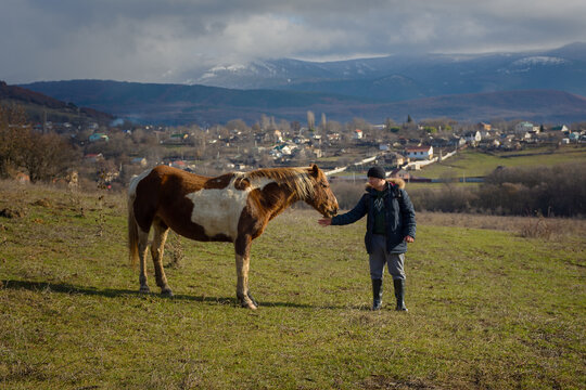 Male horse village in late autumn. A young man in a jacket, rubber boots is walking and feeding horses in a pasture. The concept of village life, pet care, kindness, help. Horses eat with their hands