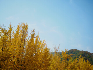 한국의 가을 은행나무 풍경