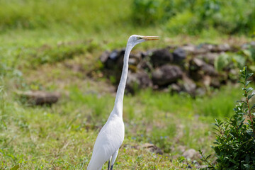 休耕田で餌を探すダイサギ