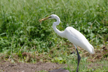 休耕田で餌を探すダイサギ
