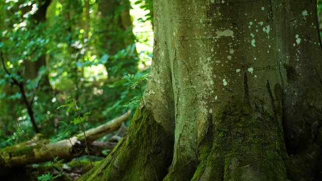 Big ulmus tree with mossy roots in summer forest. Camera pans up the bark of a tree with name carvings engraved into trunk. Valndalism in nature concept.