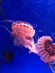 jellyfish in the water