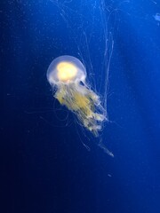 jellyfish in the water © Lynn Chow