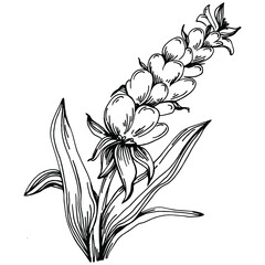 Lavender Isolated sketch illustration. Hand drawn element for wedding herb, plant or monogram with elegant leaves for invitation save the date card design. Botanical rustic trendy greenery.