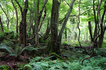 a flourishing summer forest in the sunlight