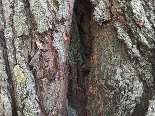 Tree bark texture. Wood background with natural cracks. Outdated tree bark texture. Forest background.