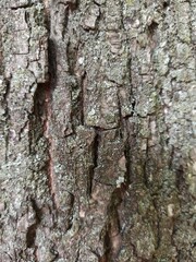 Tree bark texture. Wood background with natural cracks. Outdated tree bark texture. Forest background.