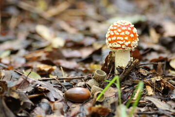 amanite en forêt
