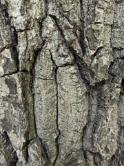 Tree bark texture. Wood background with natural cracks. Outdated tree bark texture. Forest background.