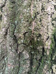 Tree bark texture. Wood background with natural cracks. Outdated tree bark texture. Forest background.