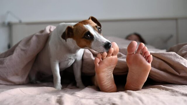 The dog jack russell terrier lies with the mistress on the bed and licks her feet