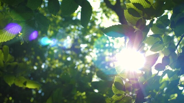 Looking up to a green tree foliage in summer forest. Beautiful sun rays shines through foliage. Camera pan movement with lens flare. POV bottom view.