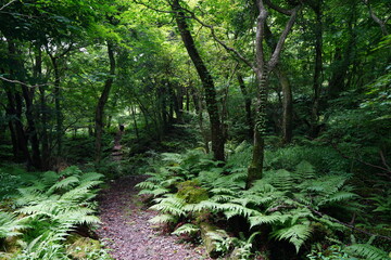 a refreshing summer forest with a path