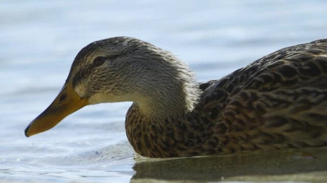 A fat duck splashes in the clear lake water. She swam close to the sandy shore. Amphibian birds. Close-up, slow motion, HD.