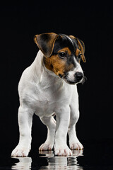 puppy breed jack russell