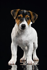 puppy breed jack russell