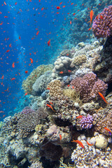 Fototapeta na wymiar Colorful, picturesque coral reef at the bottom of tropical sea, hard corals and fishes, air bubbles, underwater landscape