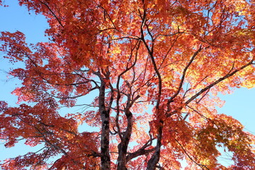 beautiful Maple leaf in autumn season Karuizawa Nagano Japan